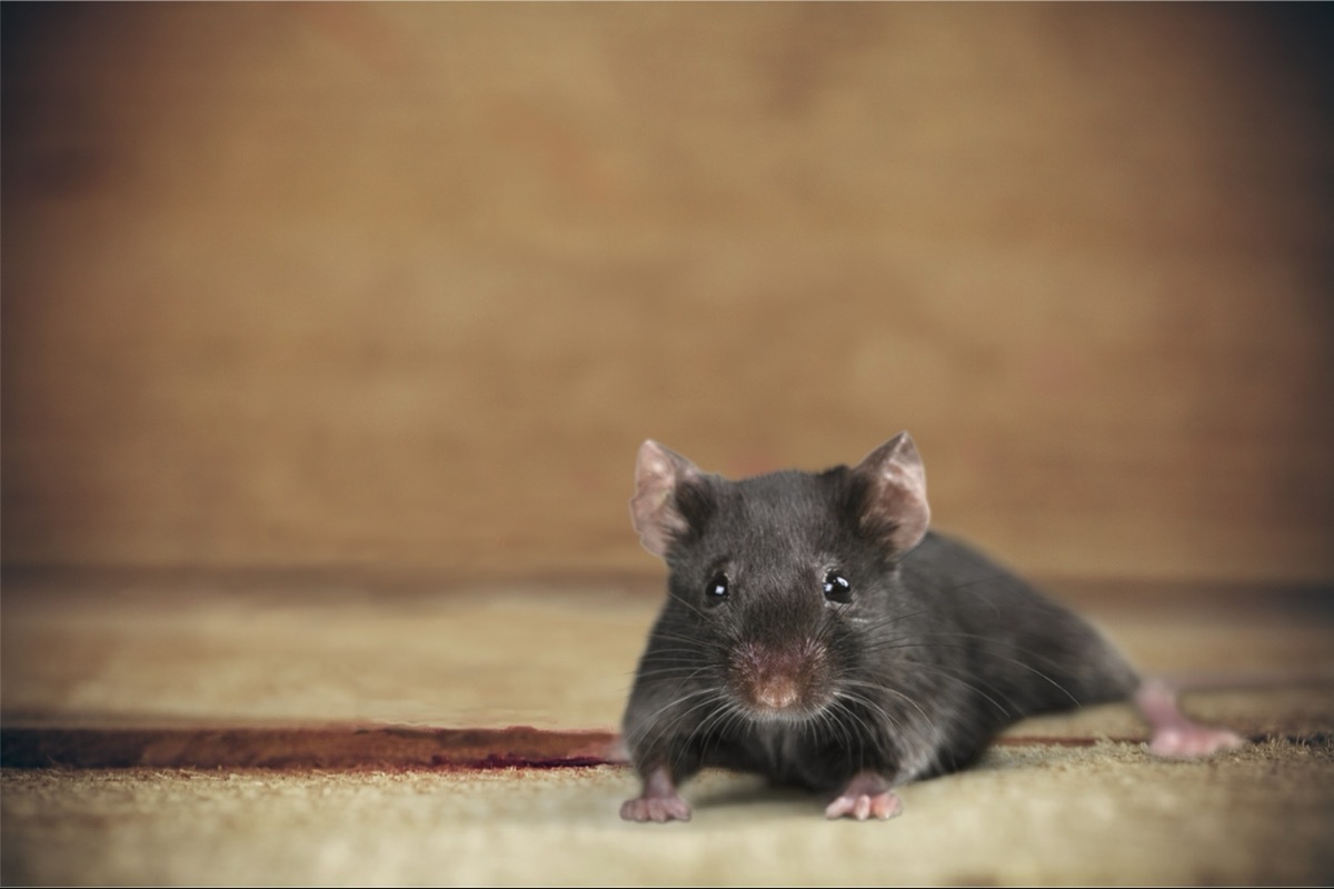 black mouse on wooden surface