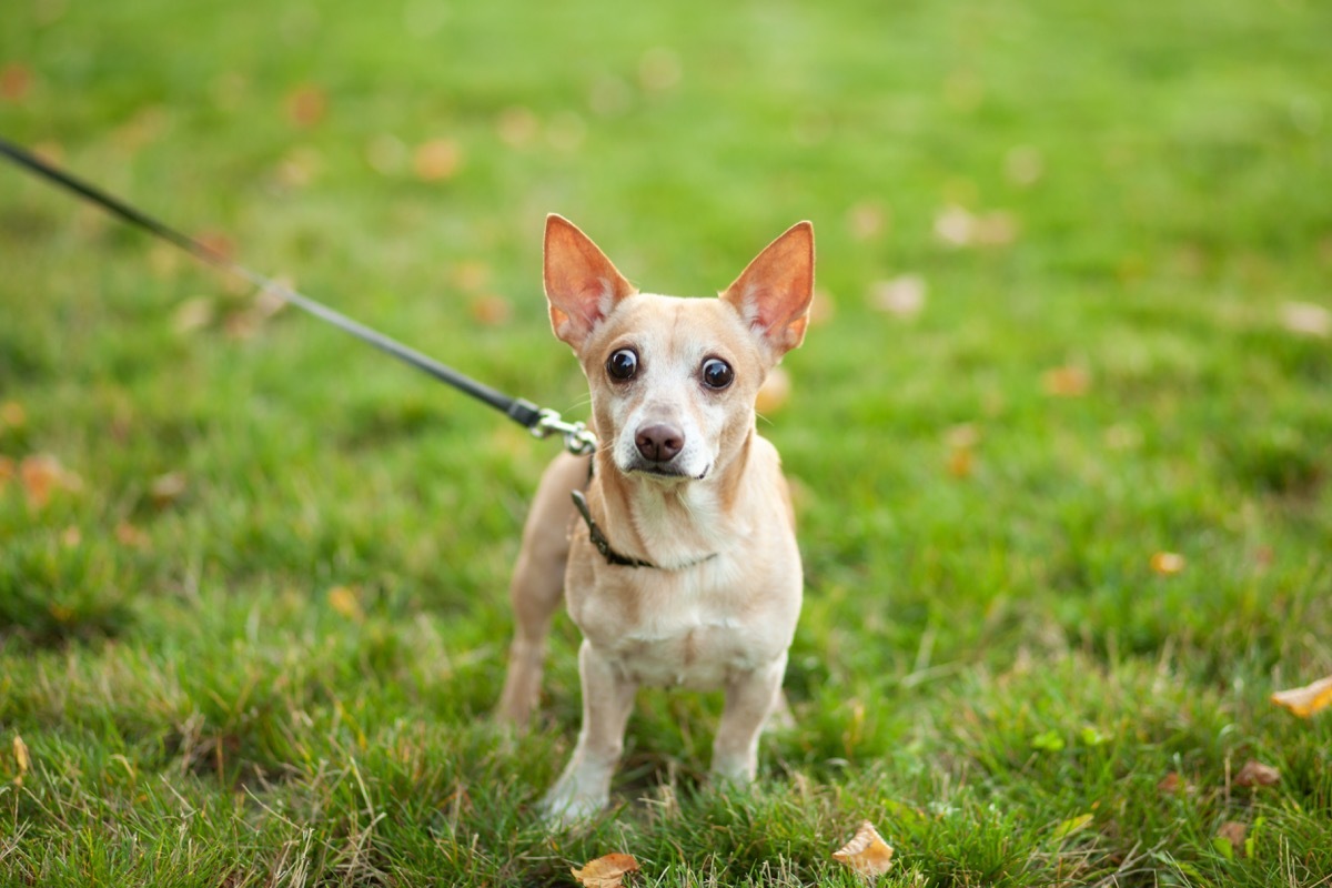 small dog on tight leash