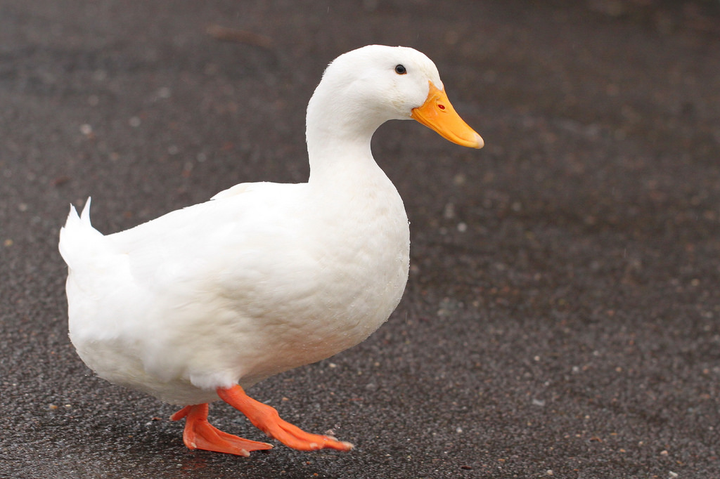 Image result for white duck