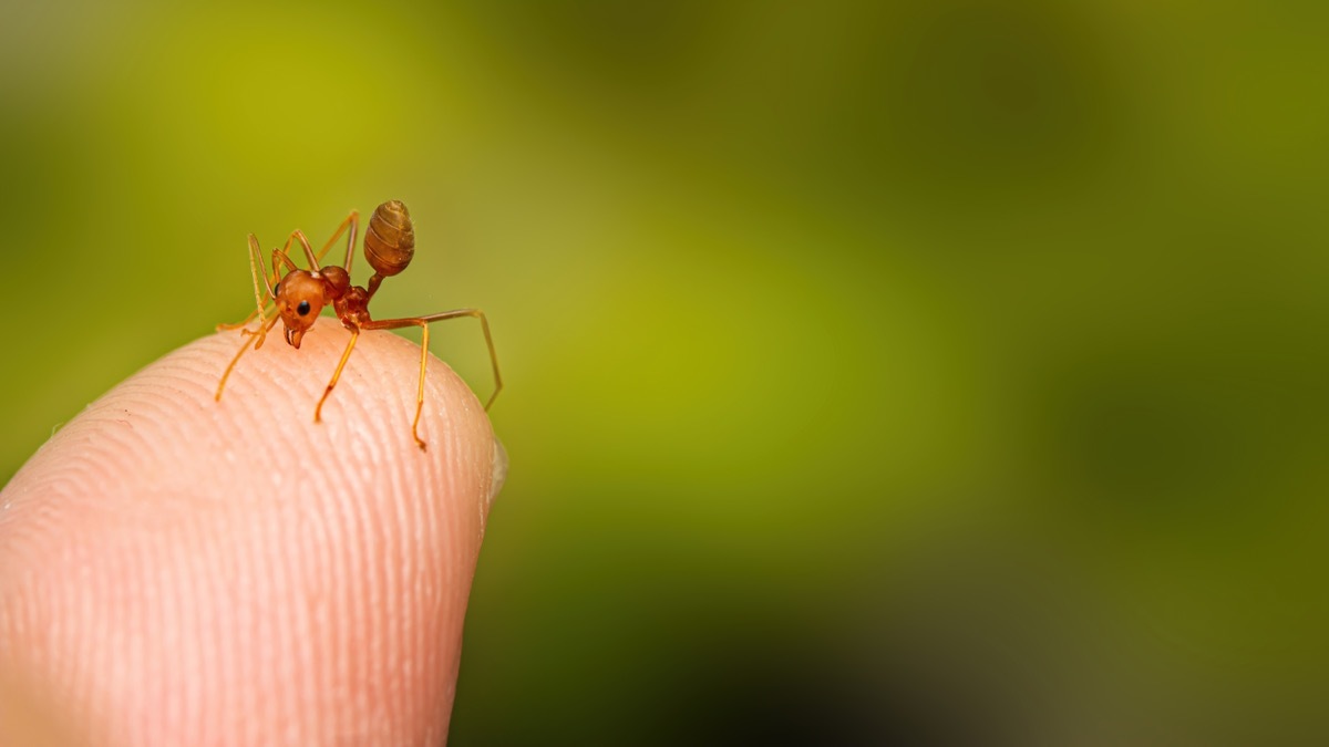 fire ant finger