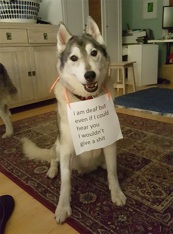 http://158.69.55.95/wp-content/uploads/2018/06/funny-pet-shaming-9-5923d4ca58fb0__605.jpg