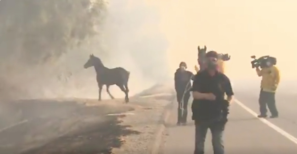 horse saves two horses in california wildfire