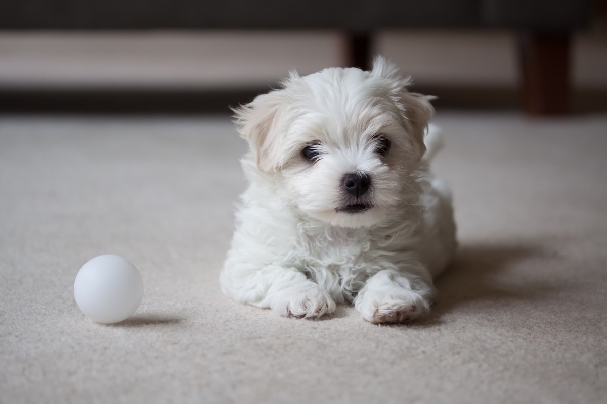 Maltese Terrier puppy waiting to play. - Image