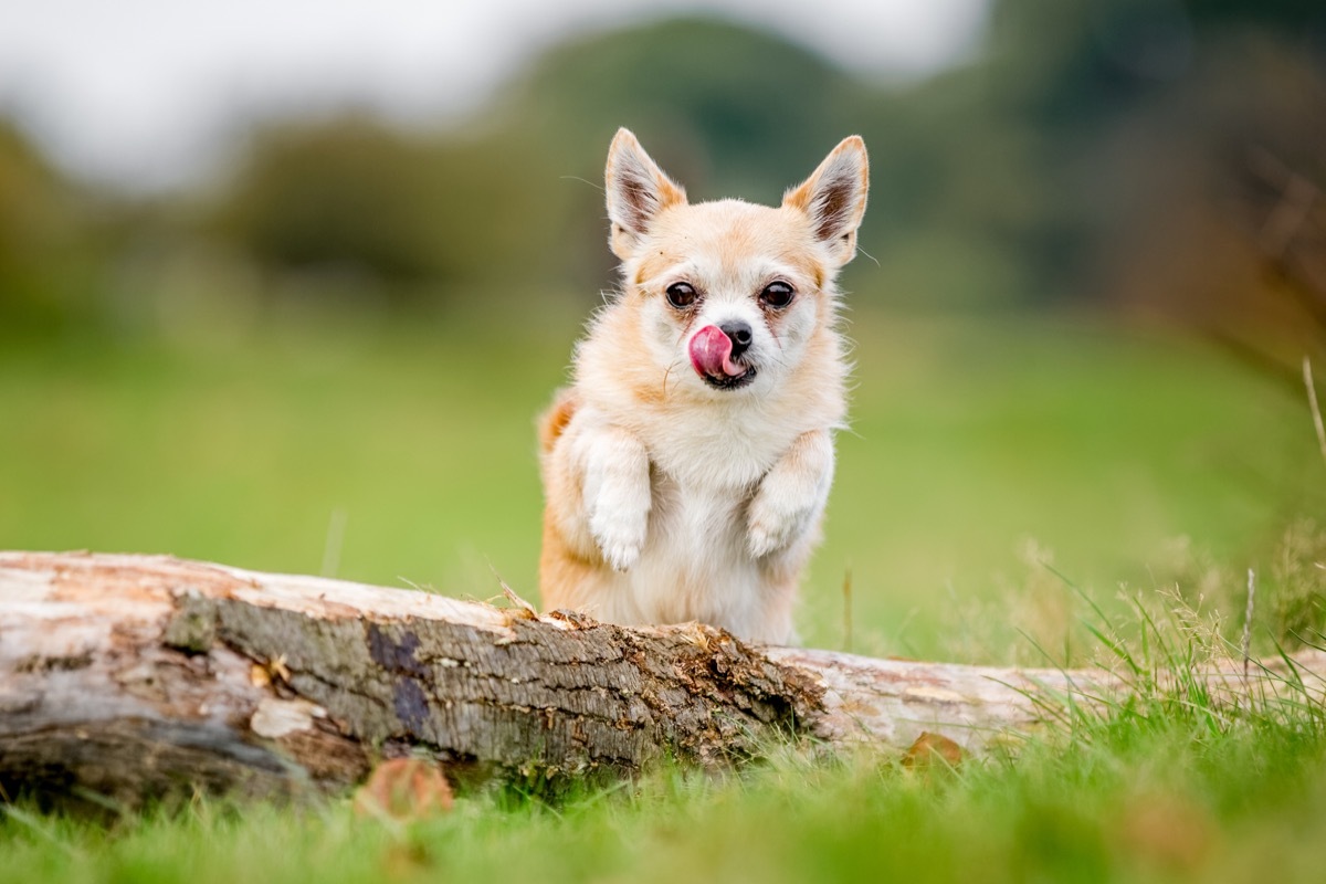 Chorkie Mixed Breed Dogs