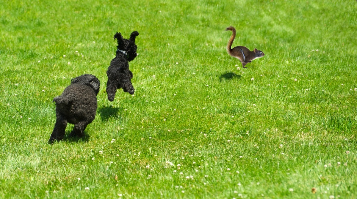 dogs just hopping alongside a squirrel