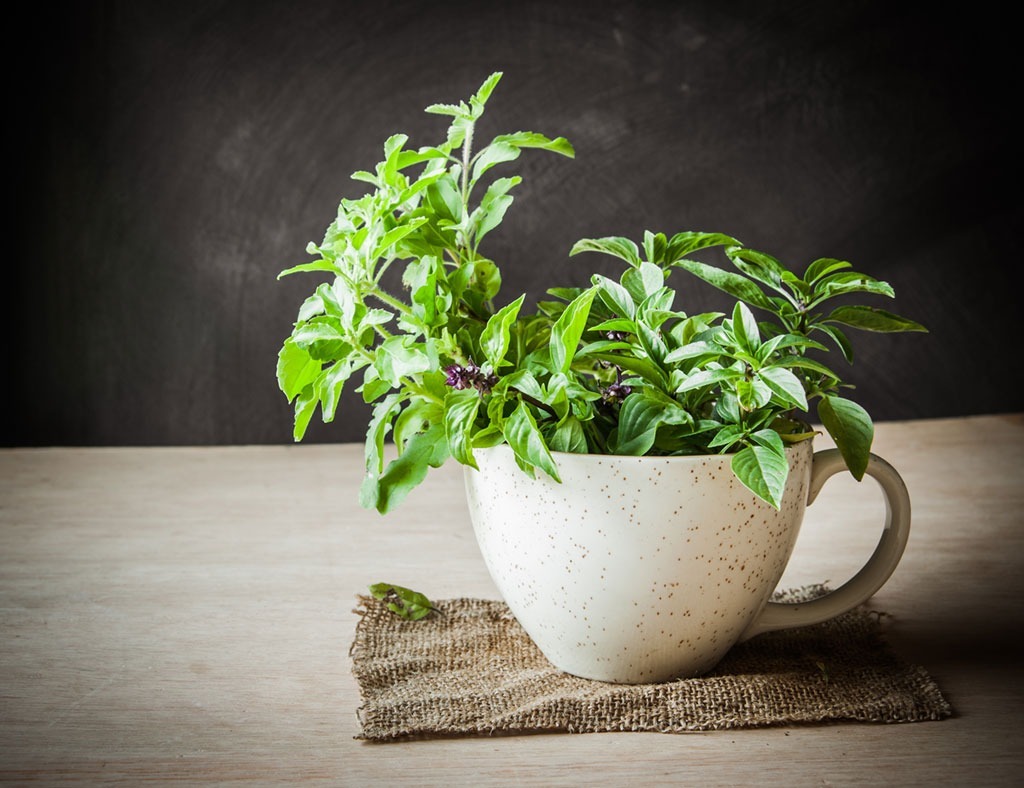 holy basil in white bowl