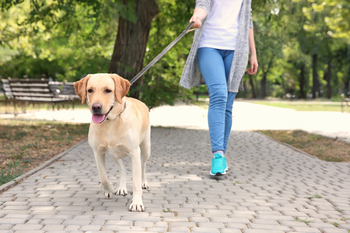 Woman walking Labrador Retriever on lead in park