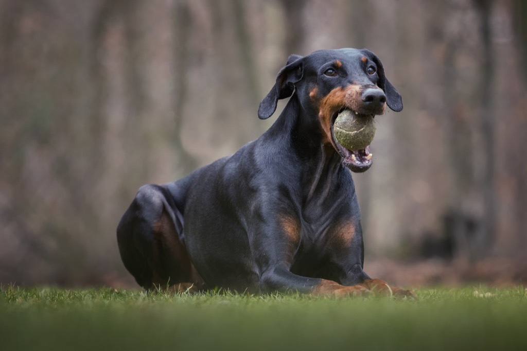 doberman with a ball dog