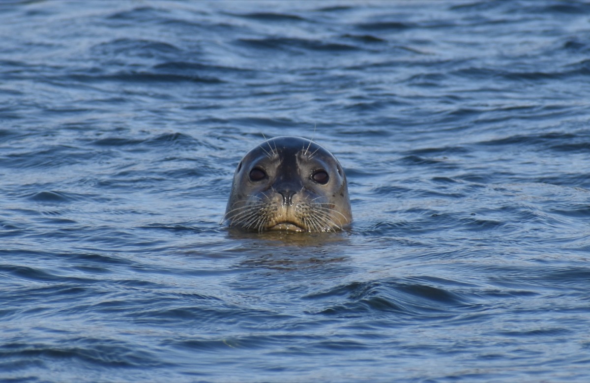 Seal