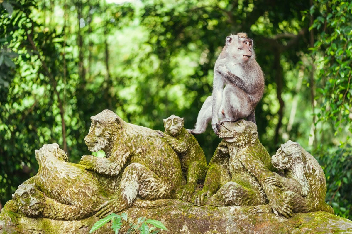 monkey on top of monkey statues in bali ubud