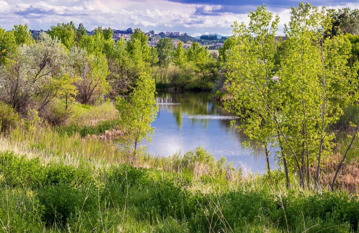 trees reflecting in a pond in Aurora, Colorado