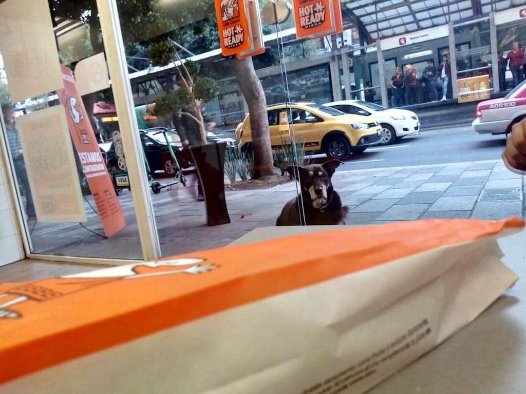 dog goes viral for successfully stealing pizza