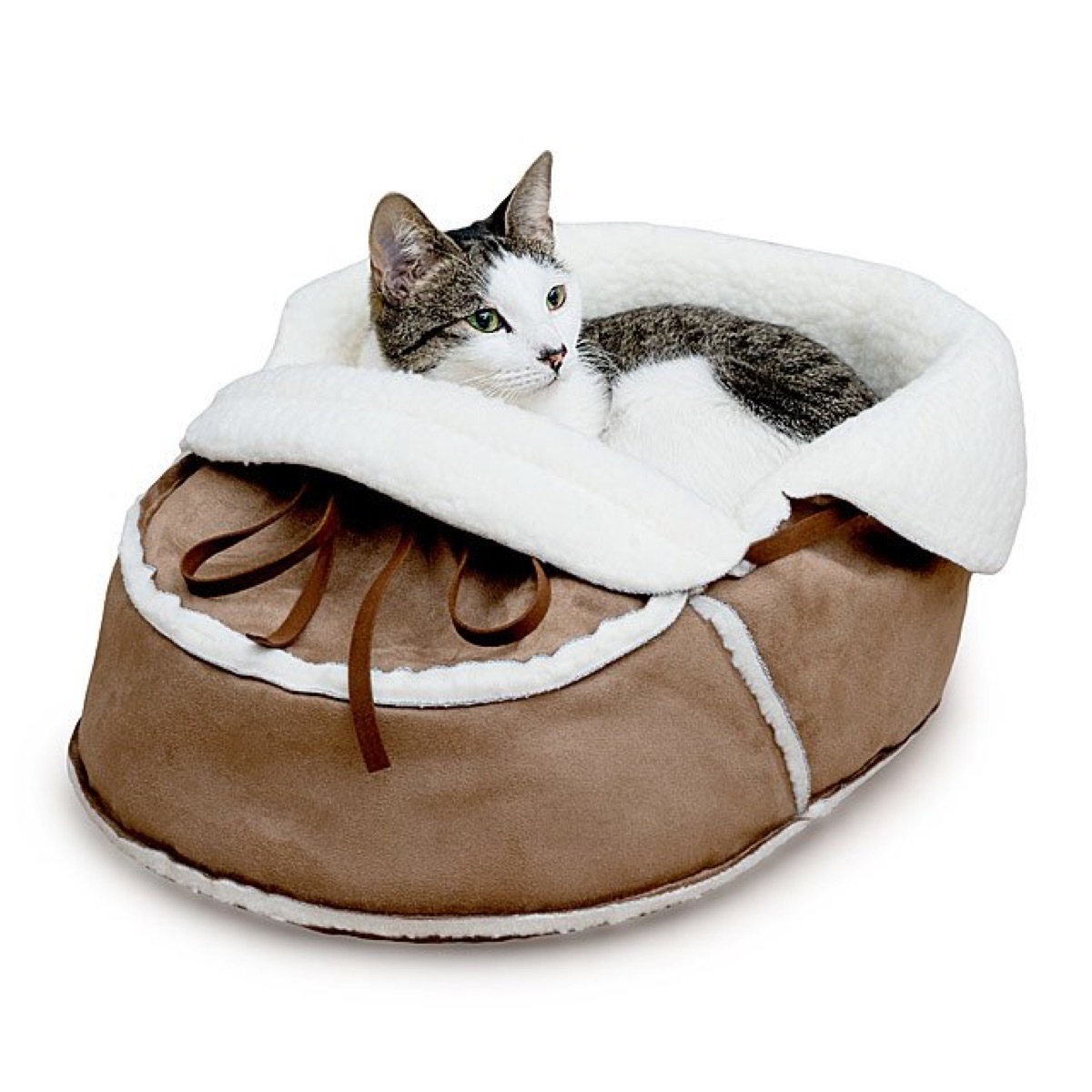 black and white cat in oversized brown moccasin, cat playground