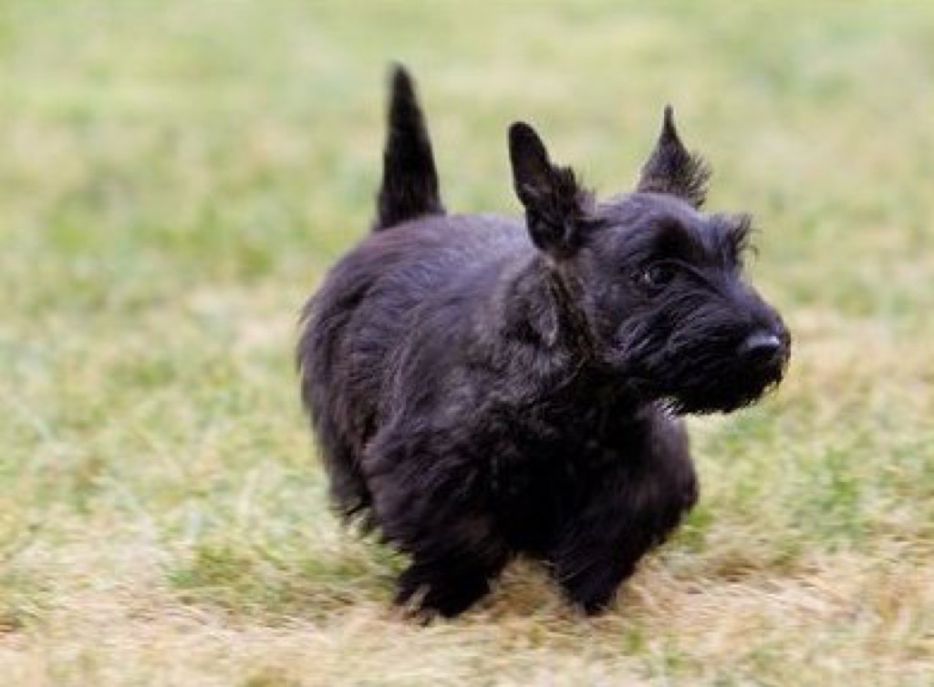 George W. Bush's dog, Miss Beazley