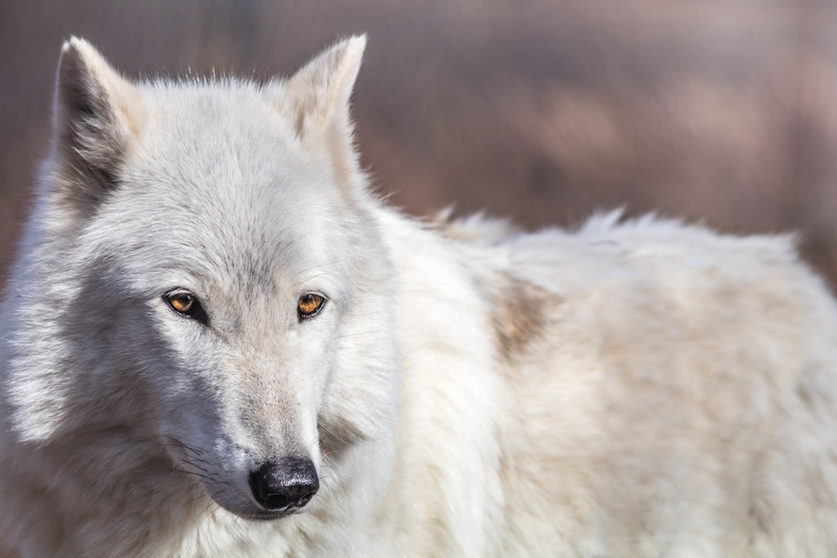 Arctic Wolf {How Do Animals Stay Warm}