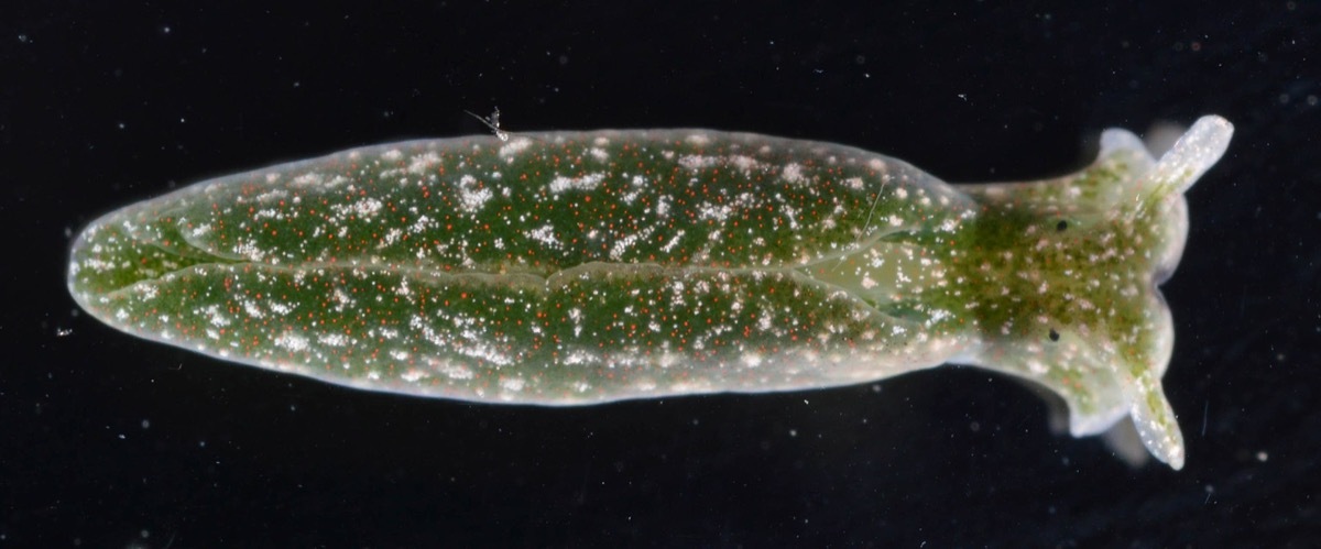 eastern emerald Elysia, Elysia chlorotica, 6mm. York River, mouth of Perrin River, Gloucester County, Virginia - 06/04/13. Photo by Natalia Agudelo, Smithsonian National Museum of Natural History.