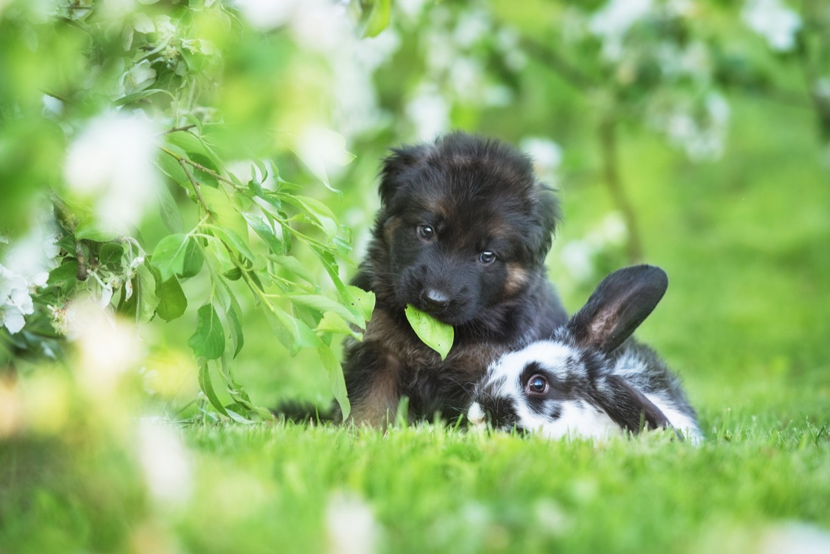 dog and rabbit in the grass together