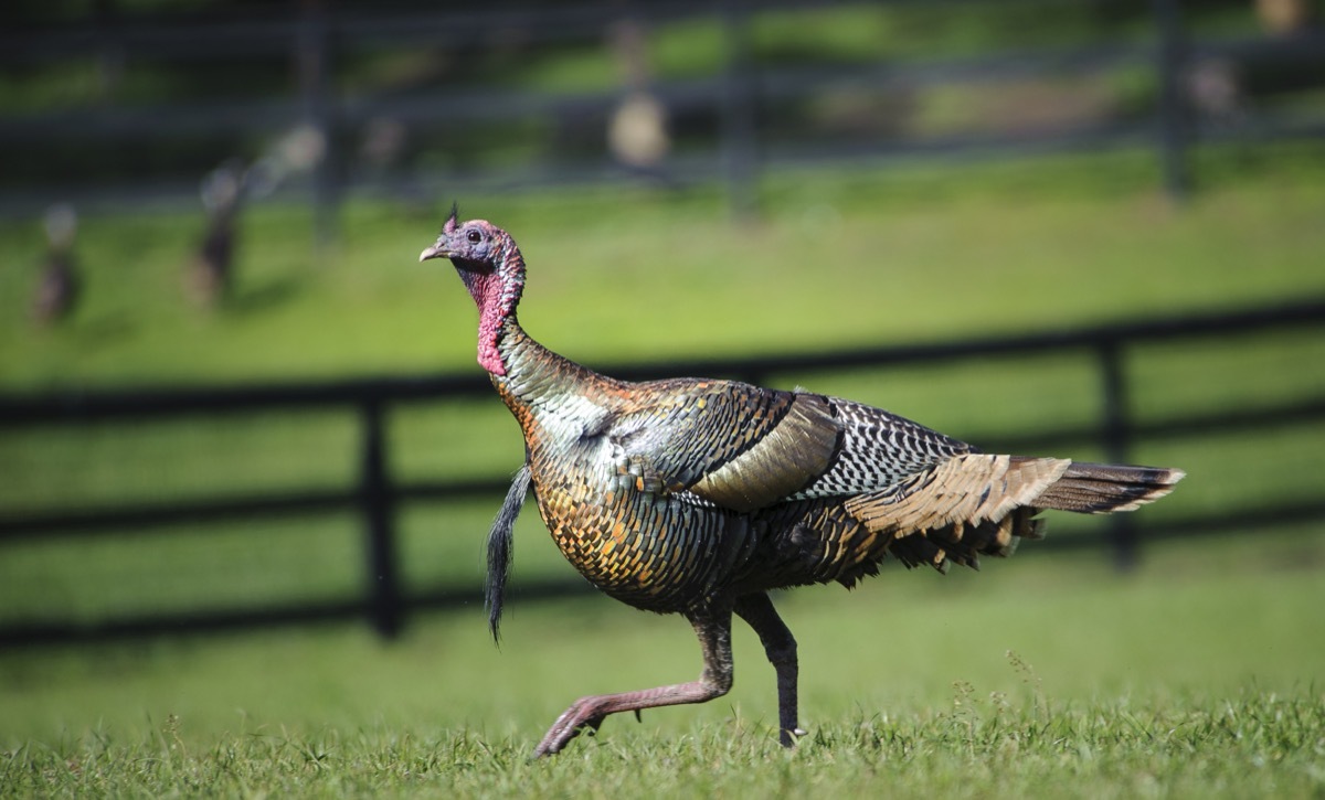 turkey running through field