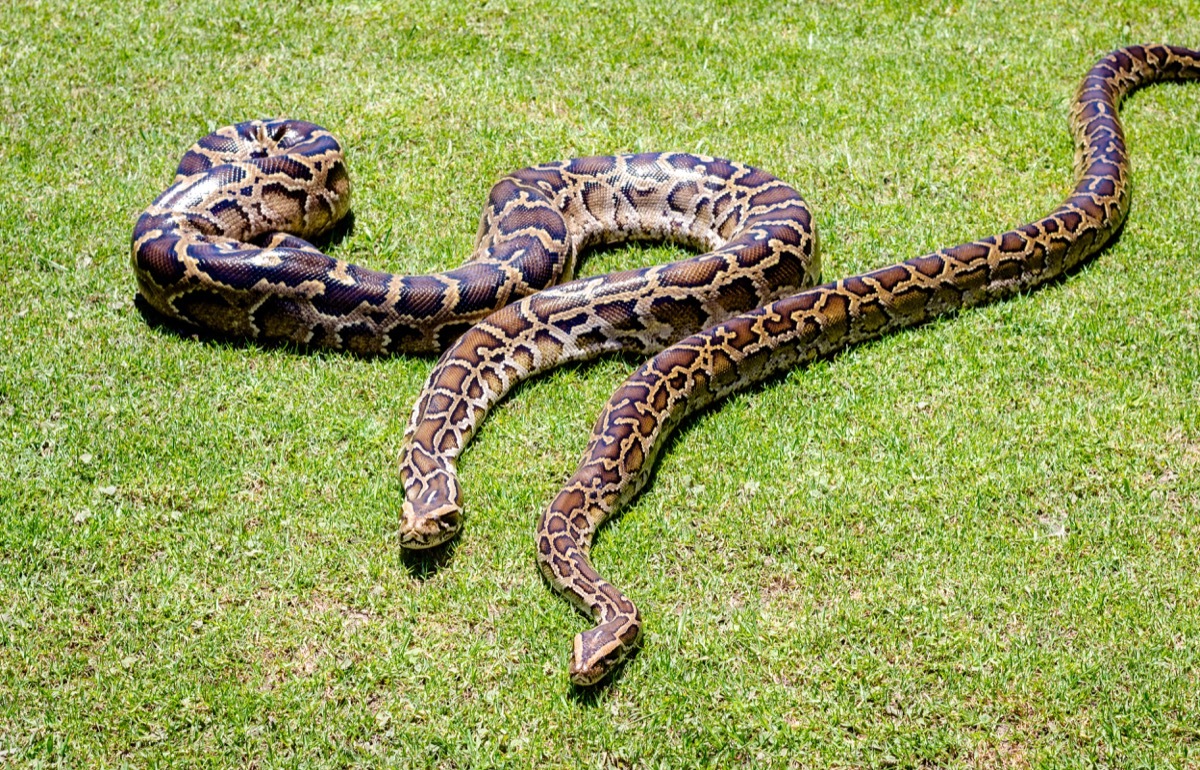 Burmese python background. Two pythons on grass