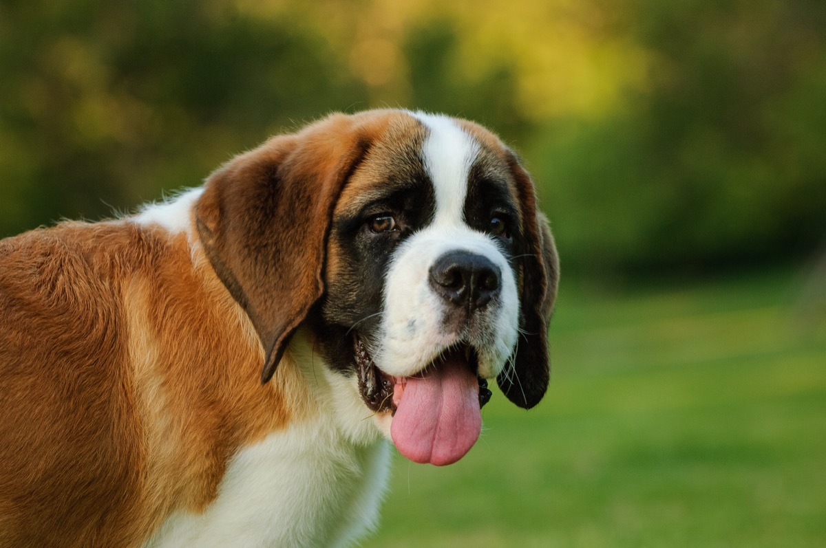 Portrait of Saint Bernard puppy in the park - Image