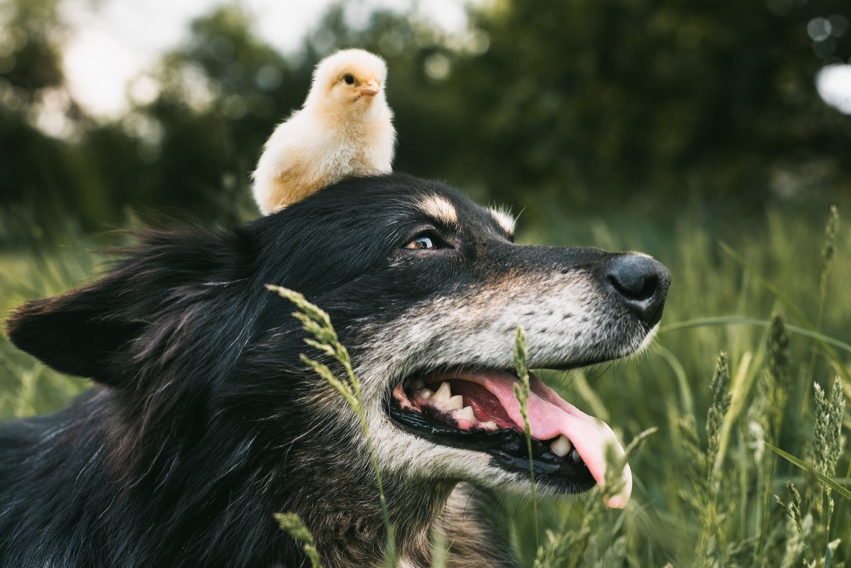 chick and a dog hanging out