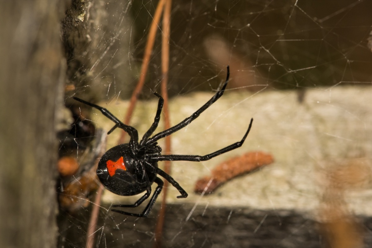 black widow spider on web