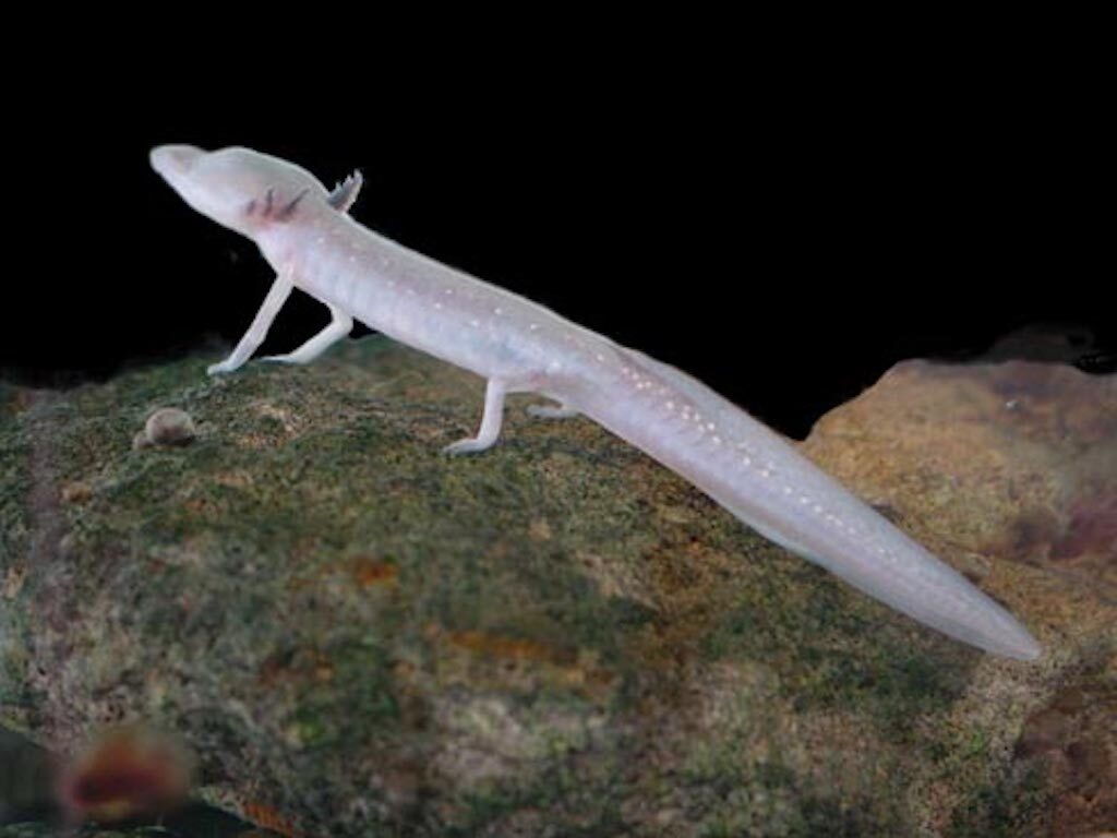 Texas Blind Salamander Crazy Critters