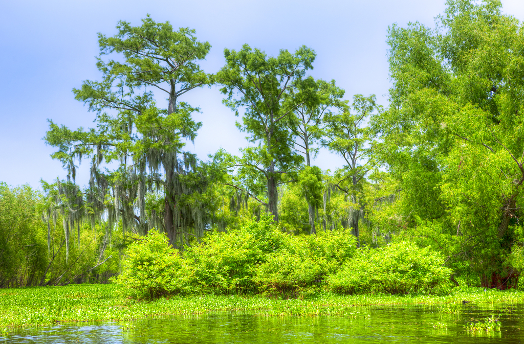 Atchafalaya Basin Louisiana Magical Destinations