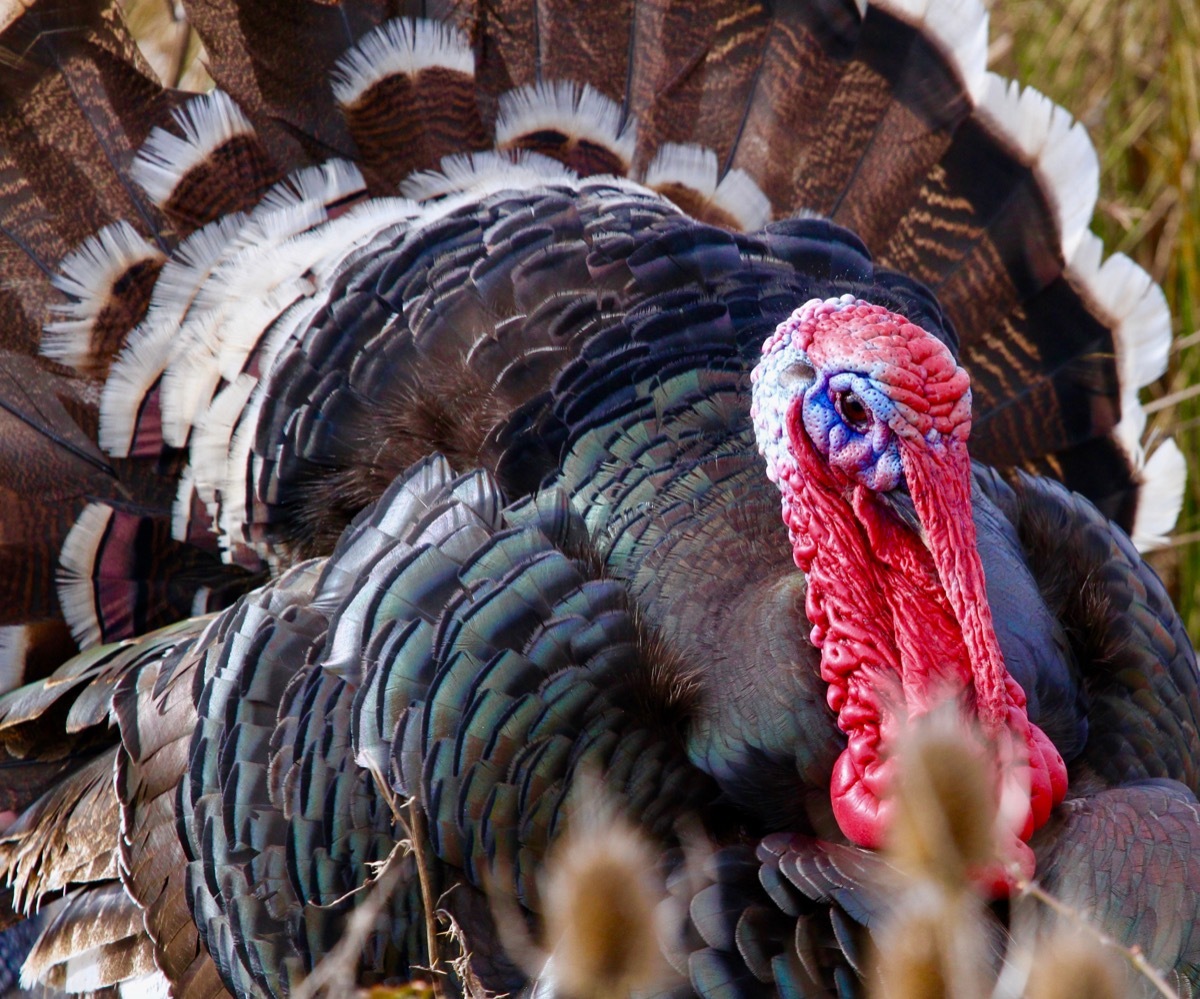 turkey closeup