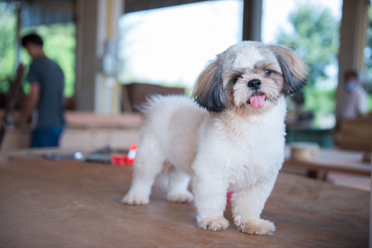 shih tzu dog