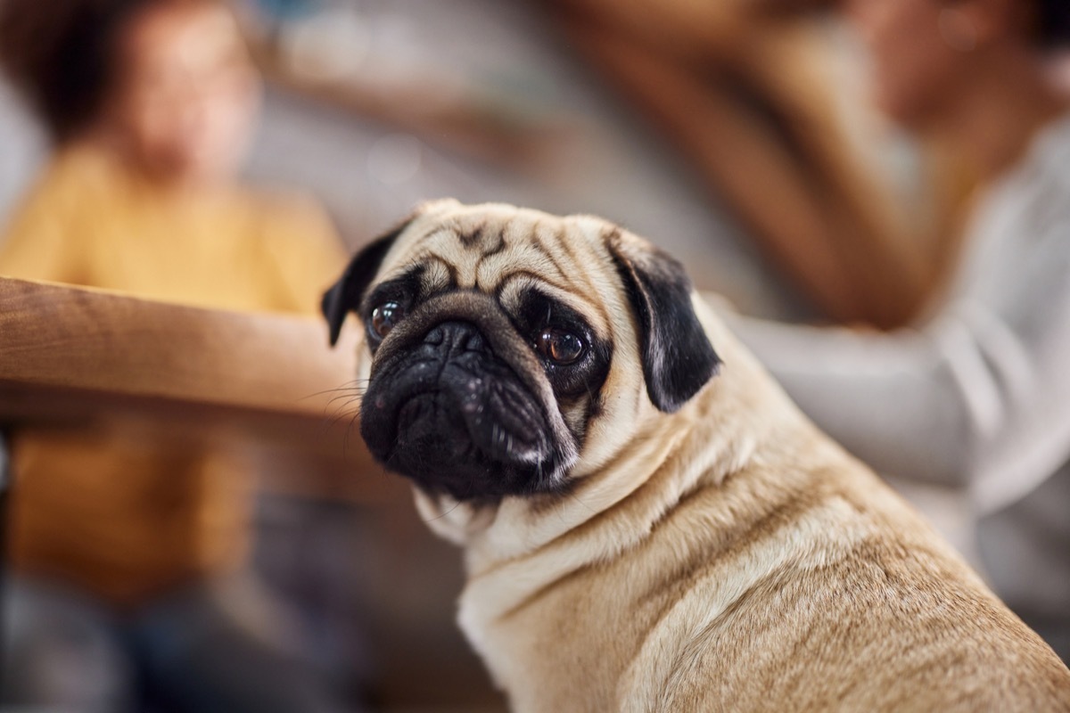 Close up of cute pug at home.