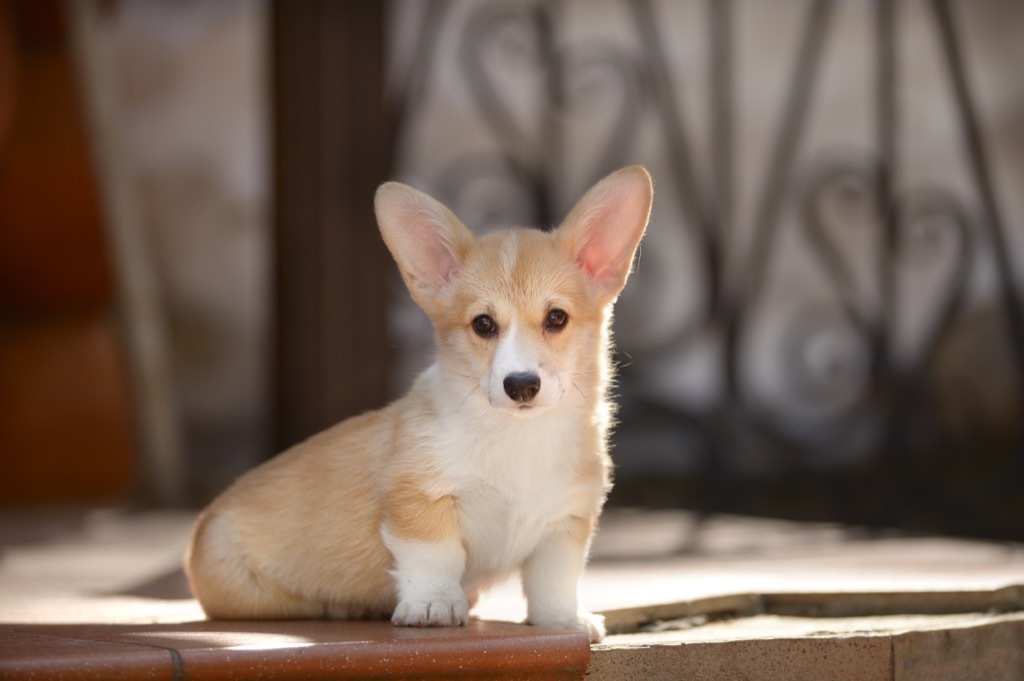 royal corgis puppy