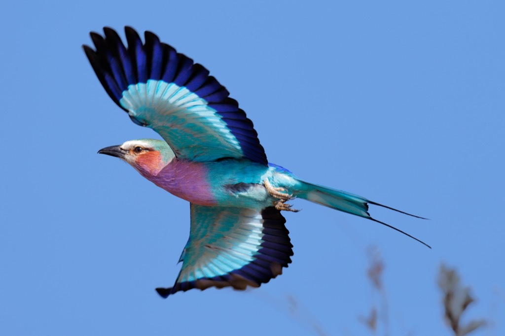 lilac breasted roller