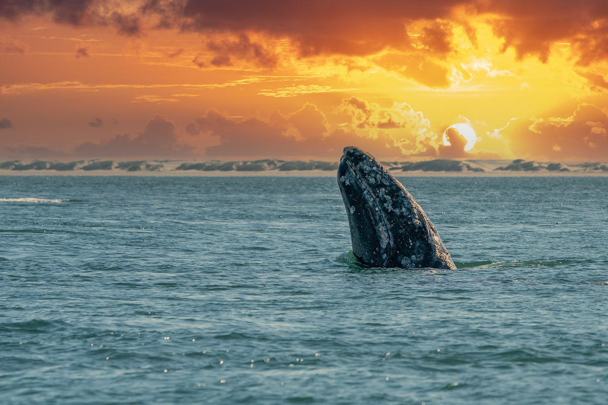 grey whale while spy hopping outside the blue sea at sunset