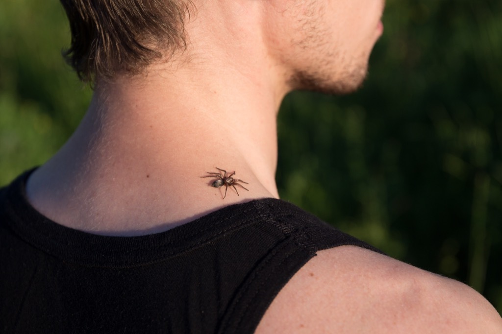 Spider Biting a Man's Neck {Spider Facts}