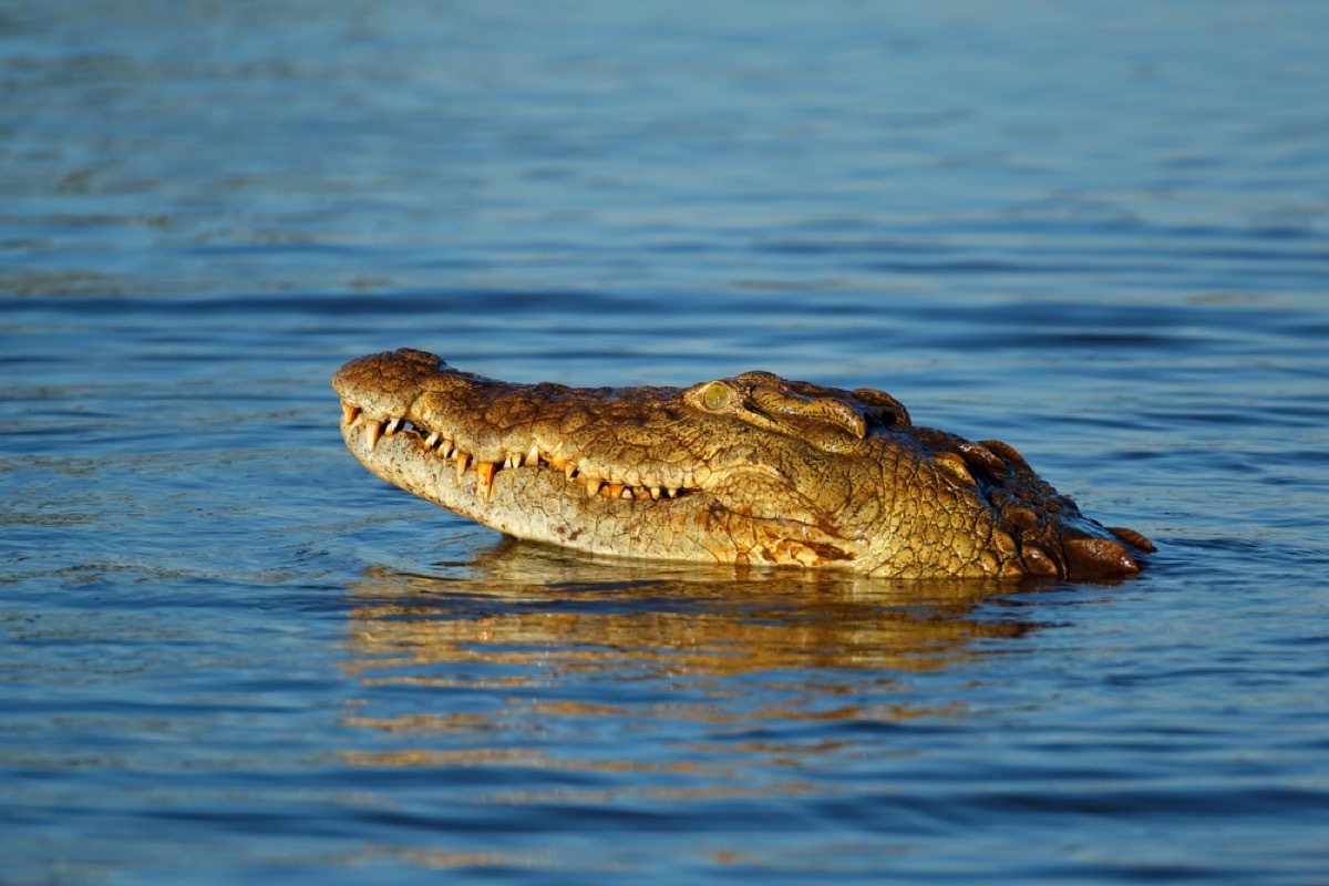 nile crocodile in the water