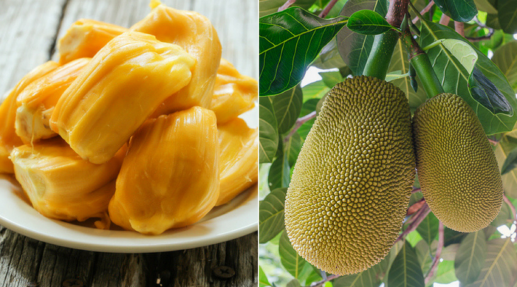 Jackfruit is known in Asian countries | 9 Facts You Need To Know About The Lip-Smacking Jackfruit | Her Beauty