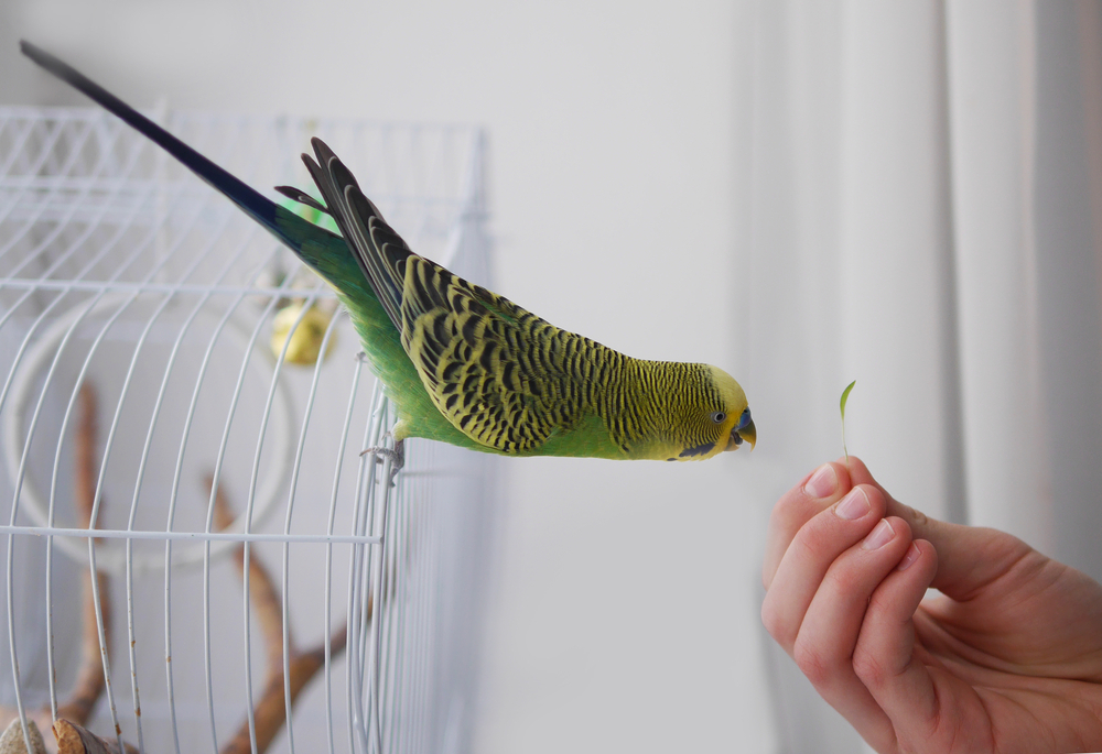 colorful parrot in a cage