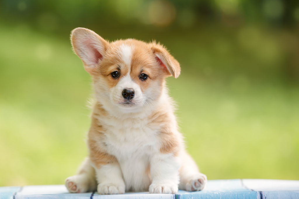 floppy-eared corgi