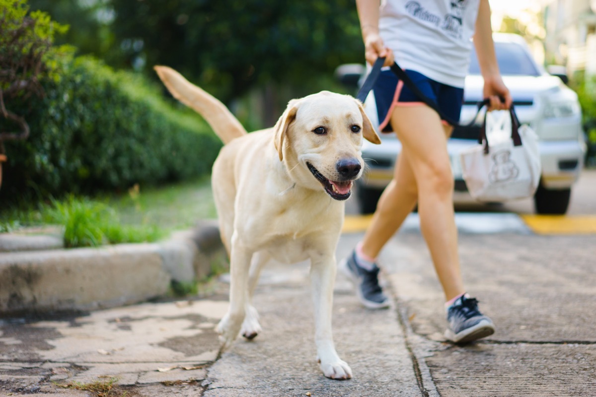 Woman walking a dog