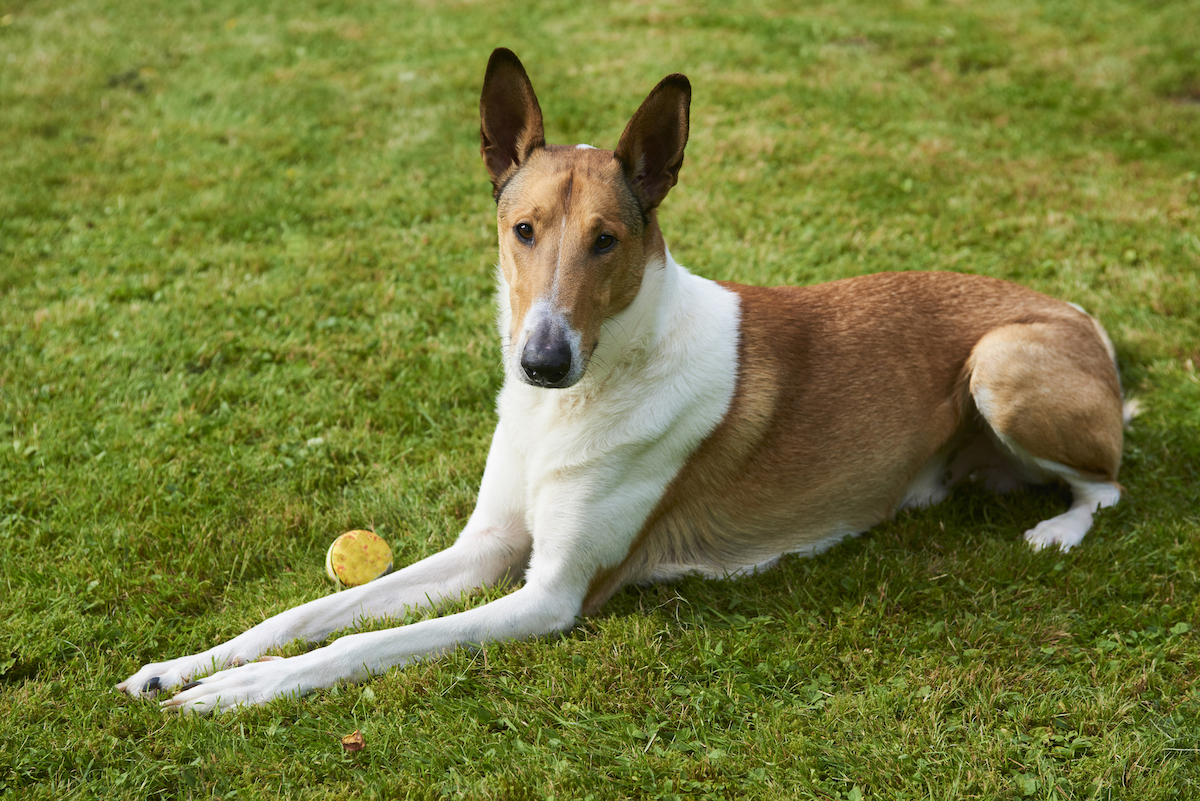 Smooth Collie