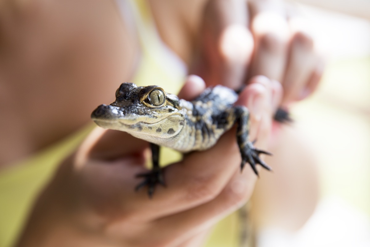 Baby alligator