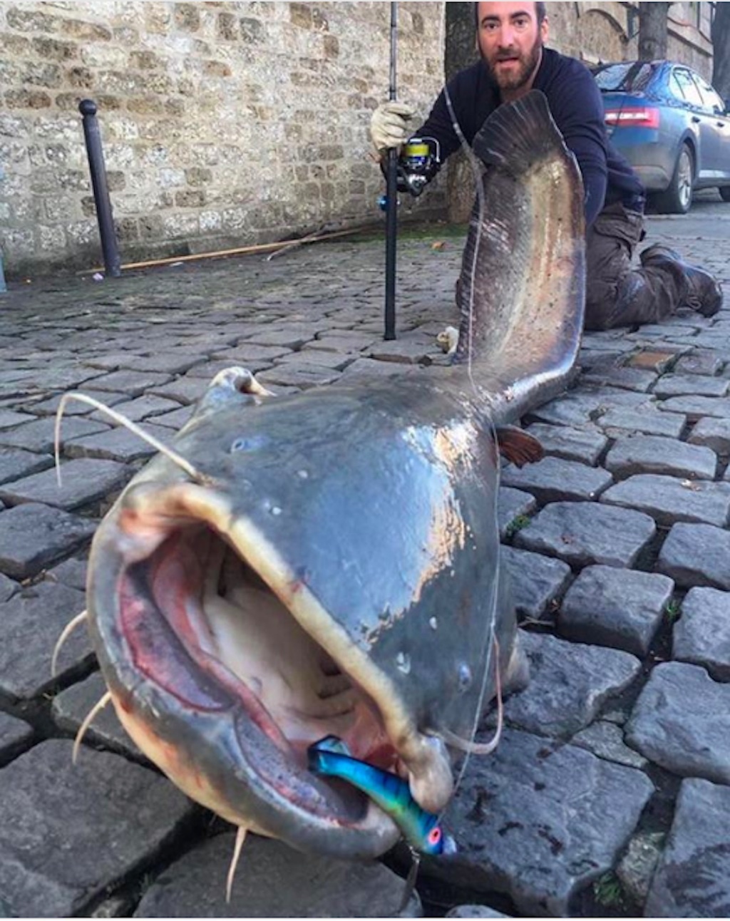 giant fish is caught during paris flood. 