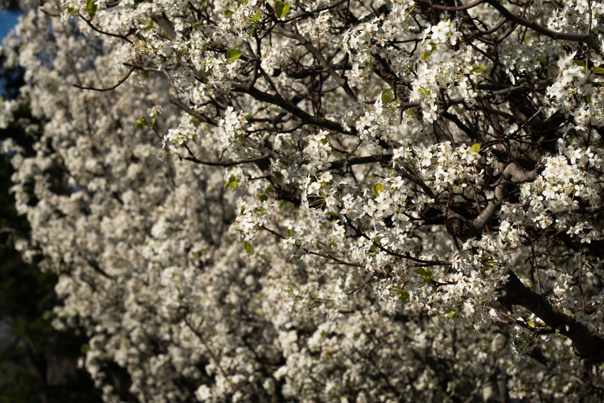 dogwood trees in alabama, most common street names