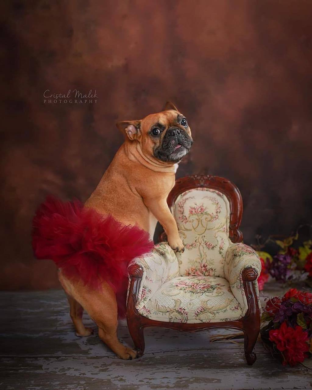 frenchie maternity photo shoot