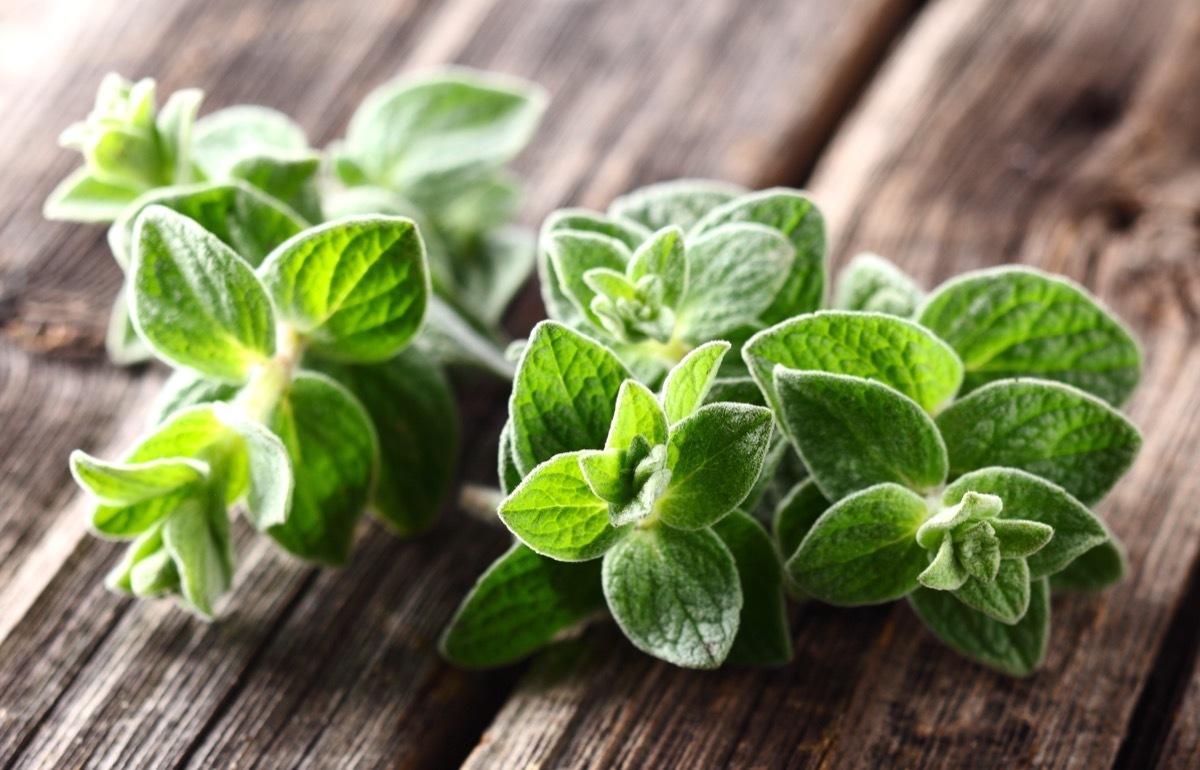 Oregano plants. On a wooden background