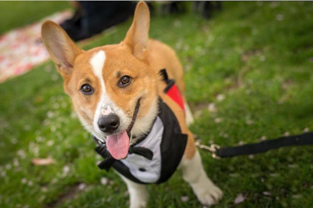 corgi tuxedo