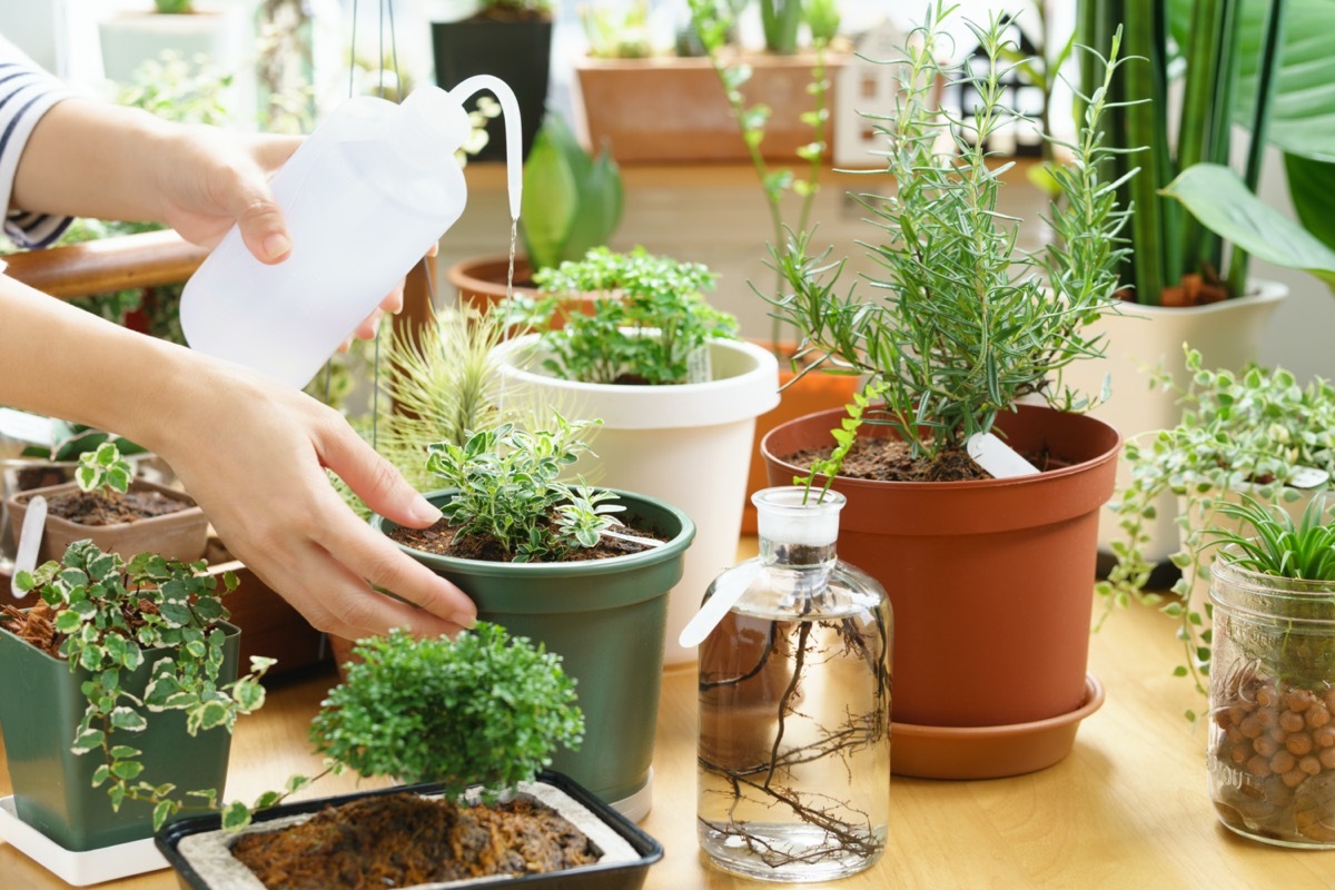 white woman watering indoor potted plants