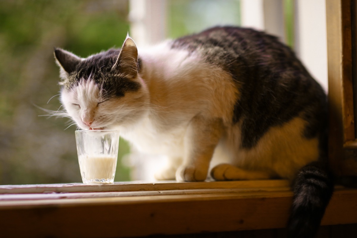 gray and white cat drinking from glass of milk