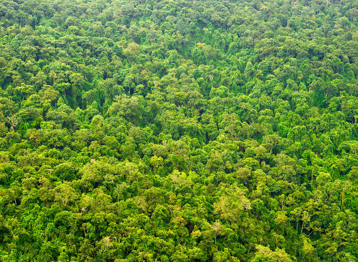 green tree forest